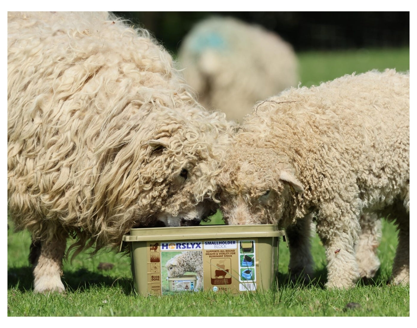 Horslyx - Smallholder Block - Buy Online SPR Centre UK