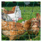 Hotline - Green Electric Poultry Netting - 25m x 110cm - Buy Online SPR Centre UK