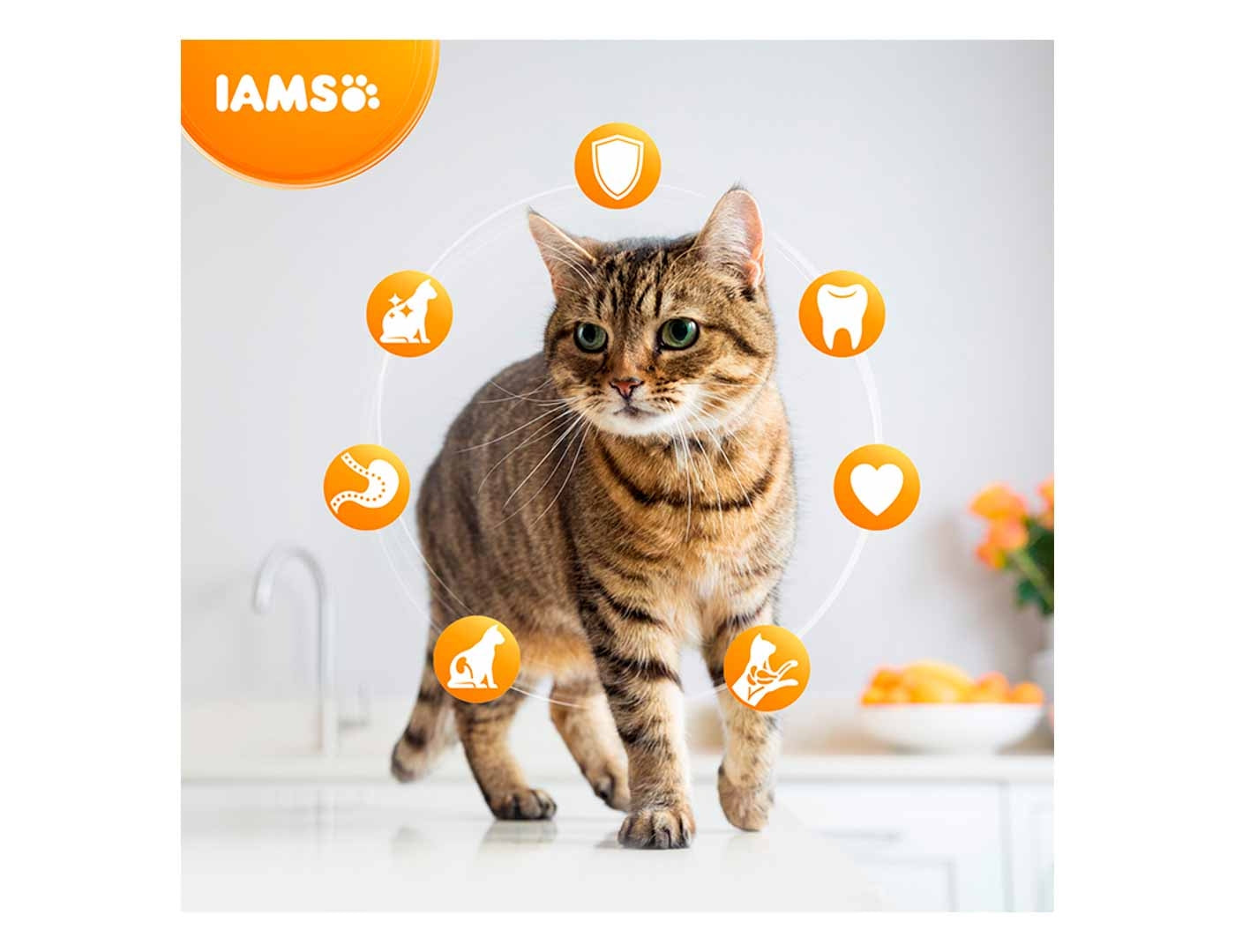 IAMS For Vitality Adult Cat Food with Salmon 2kg Buy Online