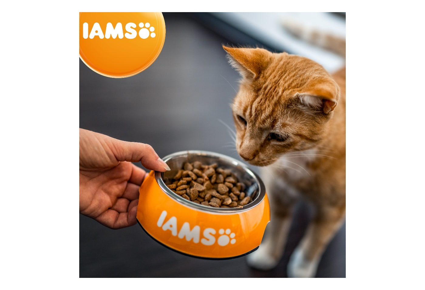IAMS For Vitality - Adult/Senior Hairball Reduction Cat Food 2kg - Buy Online SPR Centre UK