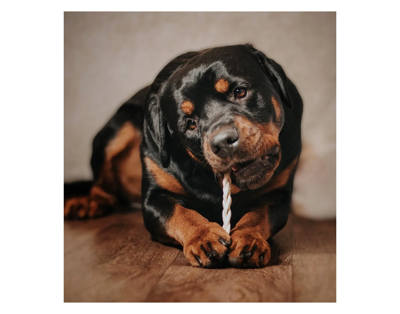 JR Pet Products - Braided Lamb 100g - Buy Online SPR Centre UK