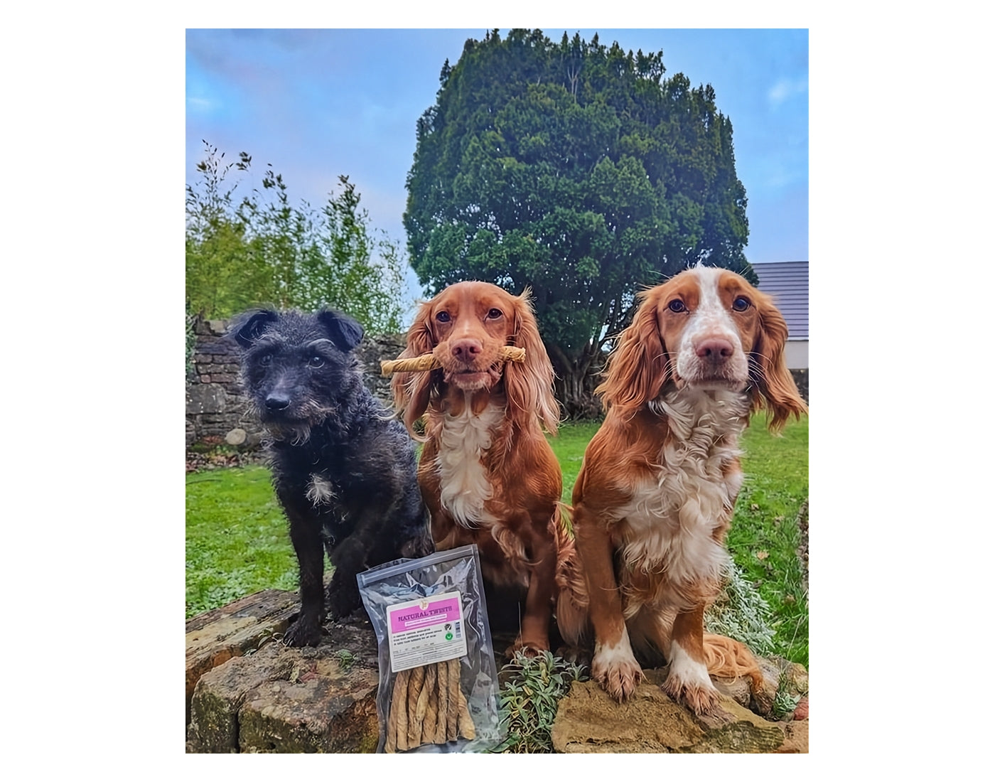 JR Pet Products - Natural Twists (Beef) 100g - Buy Online SPR Centre UK