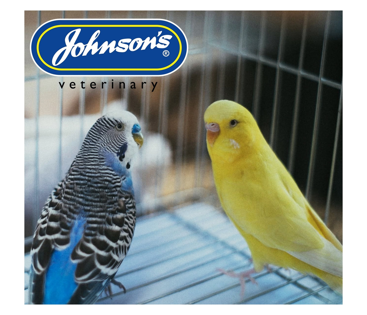 Johnson's - Iodised Condition Pek for Small Cage Birds - Buy Online SPR Centre UK