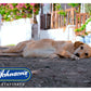 Johnson's - Calming Spray for Dogs & Cats - Buy Online SPR Centre UK