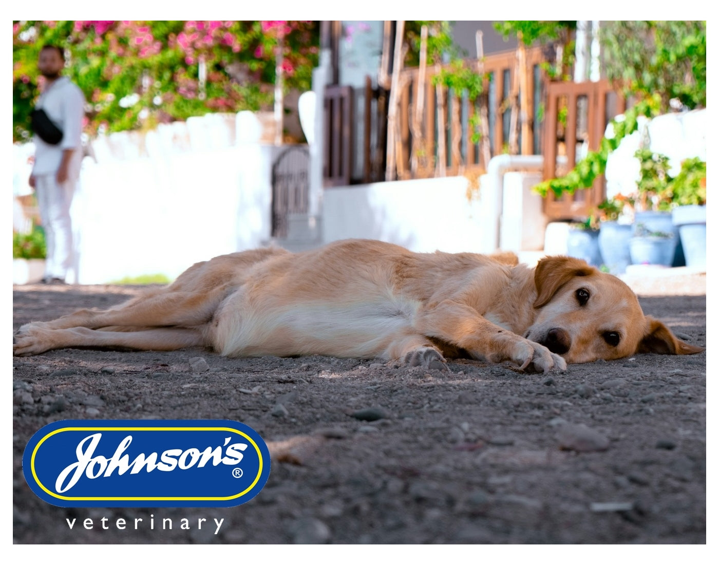 Johnson's - Calming Spray for Dogs & Cats - Buy Online SPR Centre UK