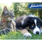 Johnson's - Antibacterial Powder for Dogs & Cats - Buy Online SPR Centre UK