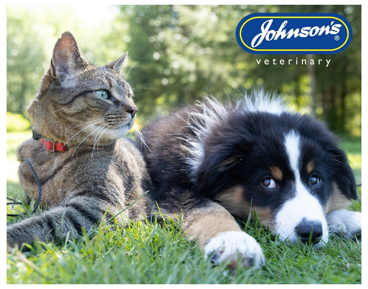 Johnson's - Fishy’s Salmon Oil 250ml - Buy Online SPR Centre UK