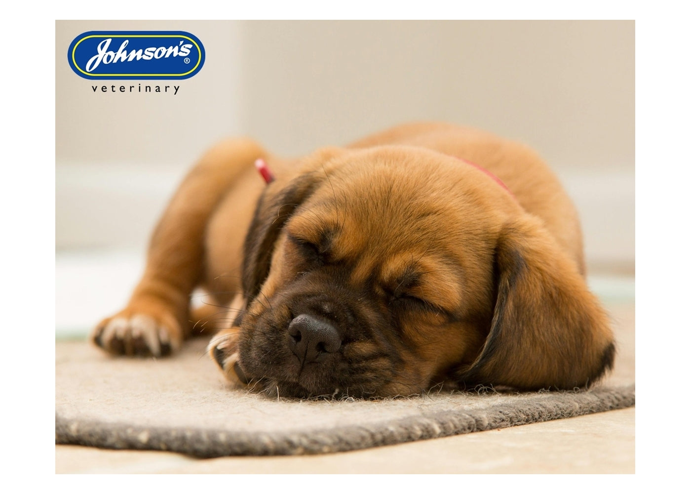 Johnson's - Guardian Home Flea Spray 500ml - Buy Online SPR Centre UK