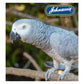Johnson's - Iodised Condition Pek for Large Cage Birds - Buy Online SPR Centre UK