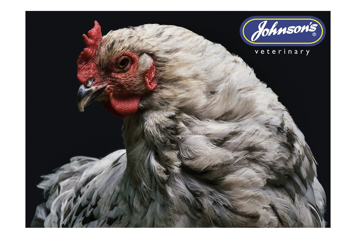 Johnson’s - Poultry Scaly Cream | Poultry Health Care - Buy Online SPR Centre UK