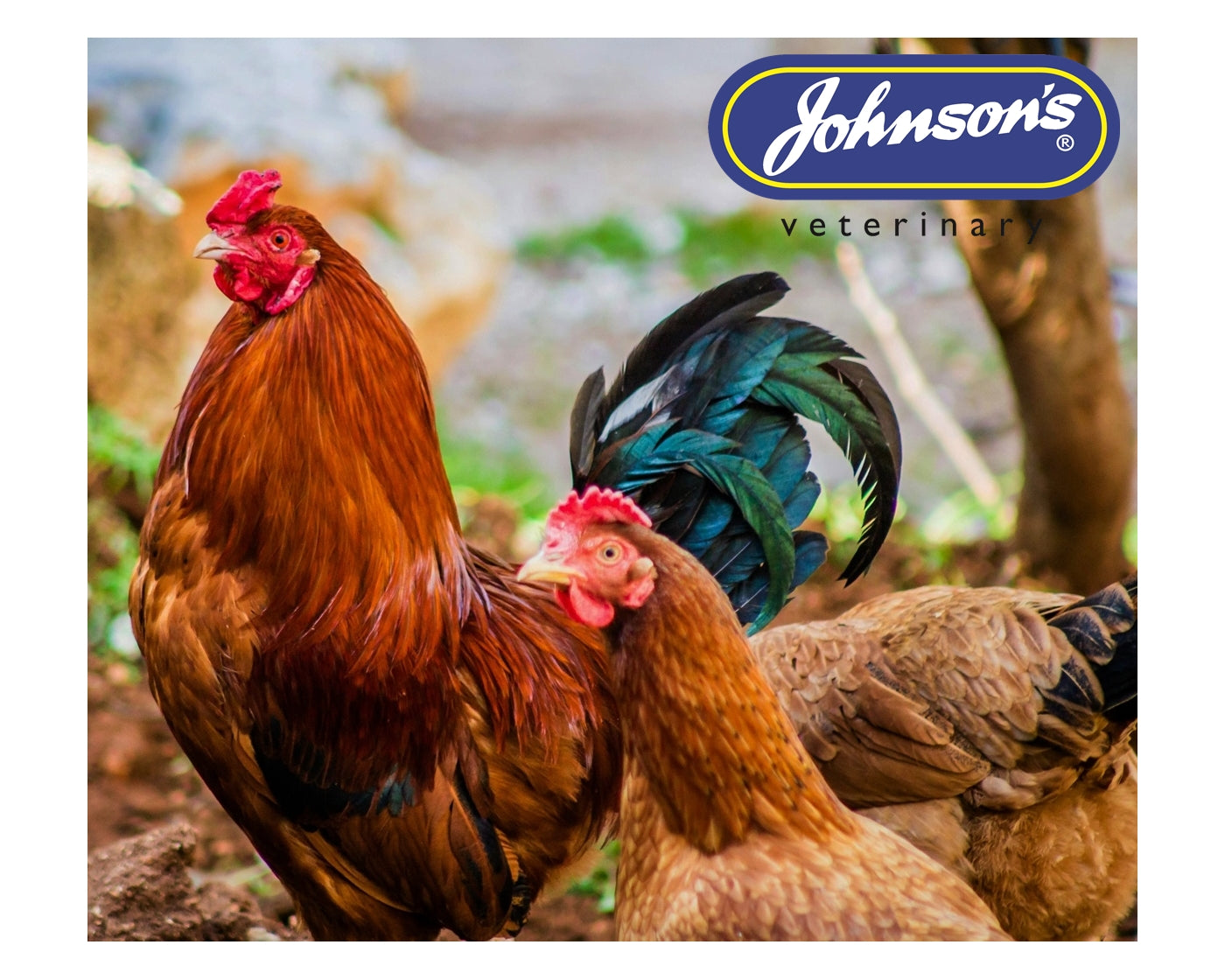 Johnson’s - Poultry Scaly Cream | Poultry Health Care - Buy Online SPR Centre UK