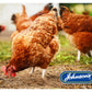 Johnson's - Poultry Virenza Disinfectant Spray - Buy Online SPR Centre UK