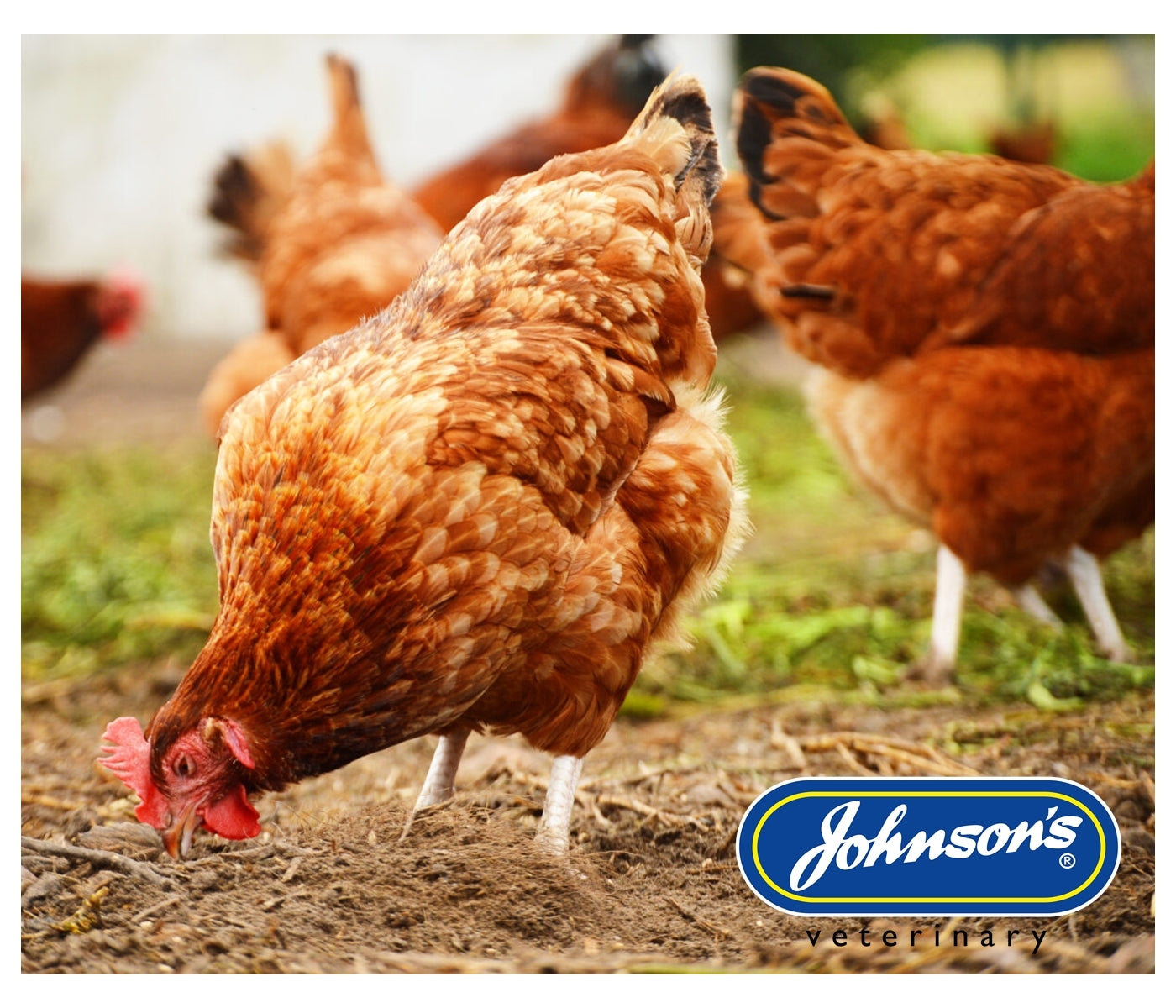 Johnson's - Poultry Virenza Disinfectant Spray - Buy Online SPR Centre UK