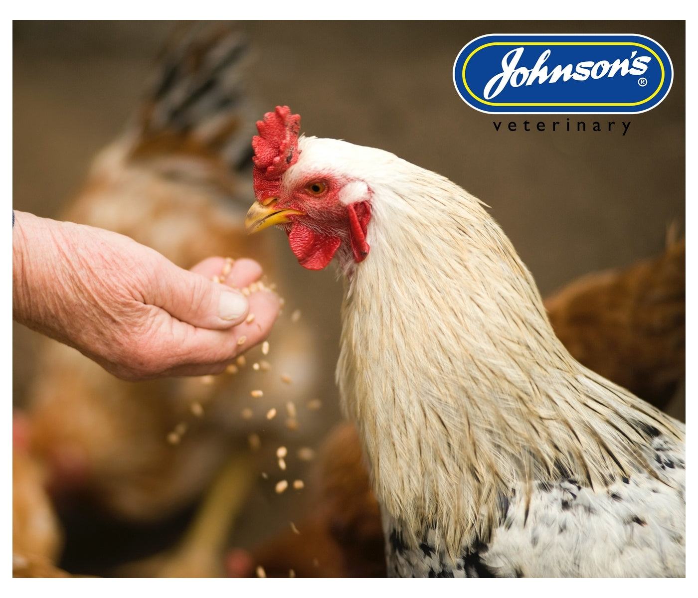 Johnson's - Poultry Virenza Disinfectant Spray - Buy Online SPR Centre UK