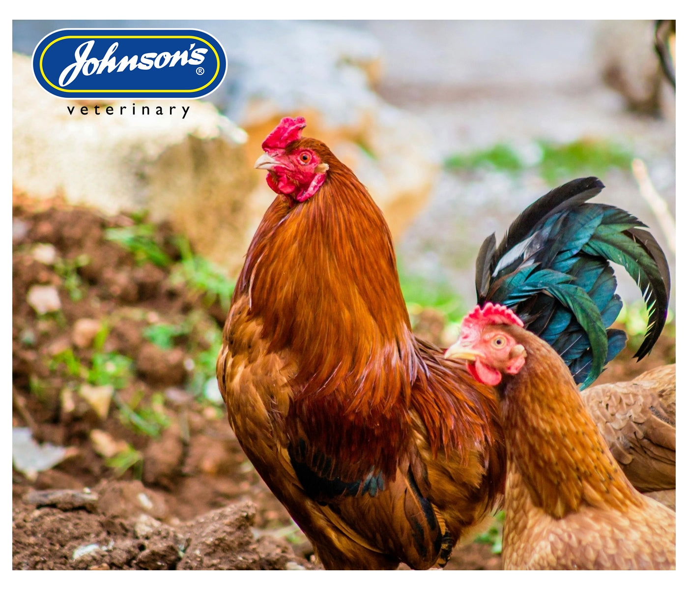 Johnson's - Poultry Virenza Disinfectant Spray - Buy Online SPR Centre UK