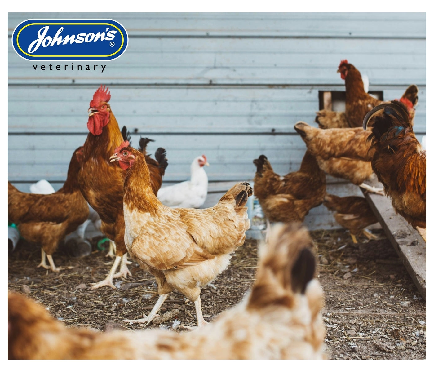 Johnson's - Poultry Virenza Disinfectant Spray - Buy Online SPR Centre UK