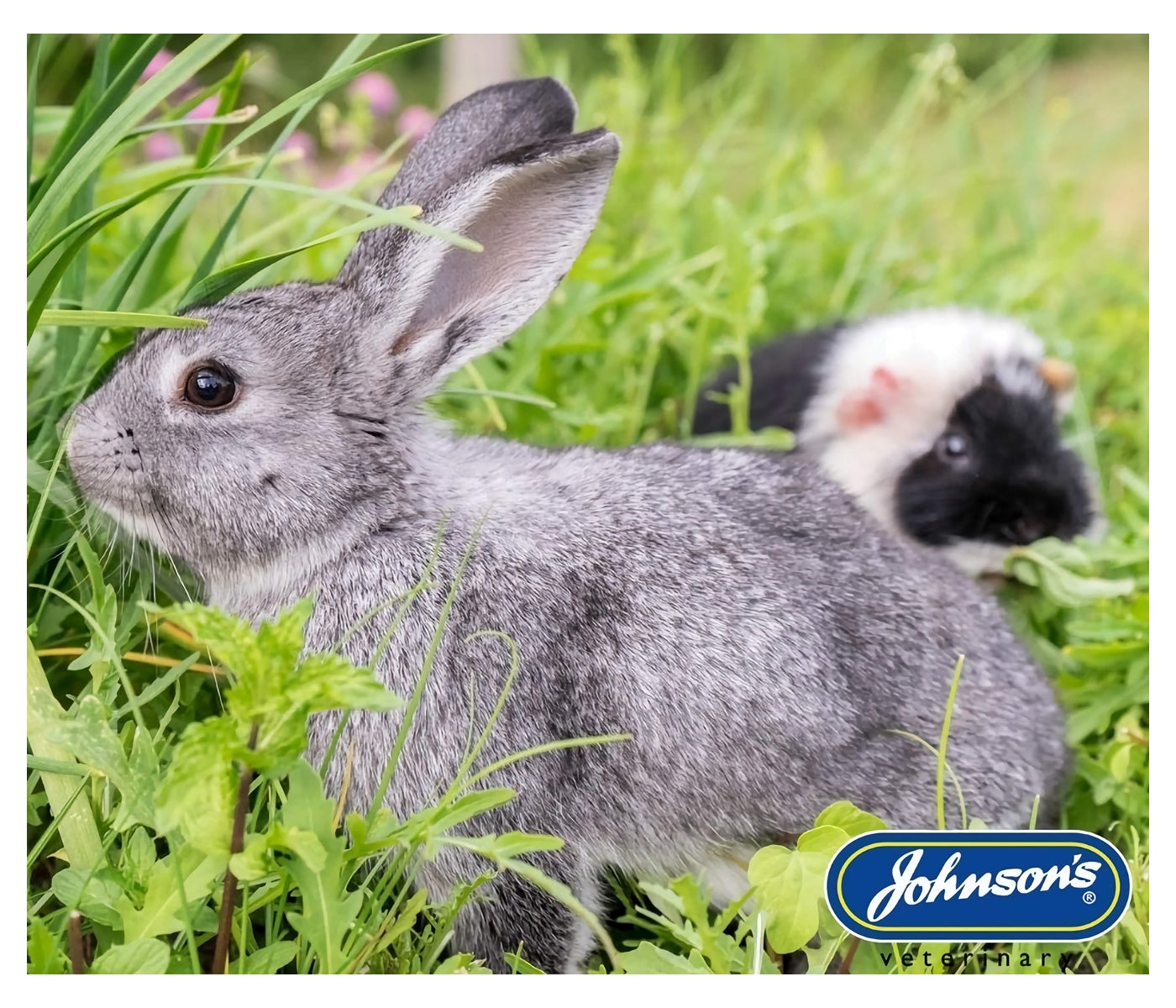 Johnson's - Small Animal Shampoo 125ml - Buy Online SPR Centre UK