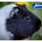 Johnson's Insecticidal Spray Extra for Small Animals - Buy Online SPR Centre UK