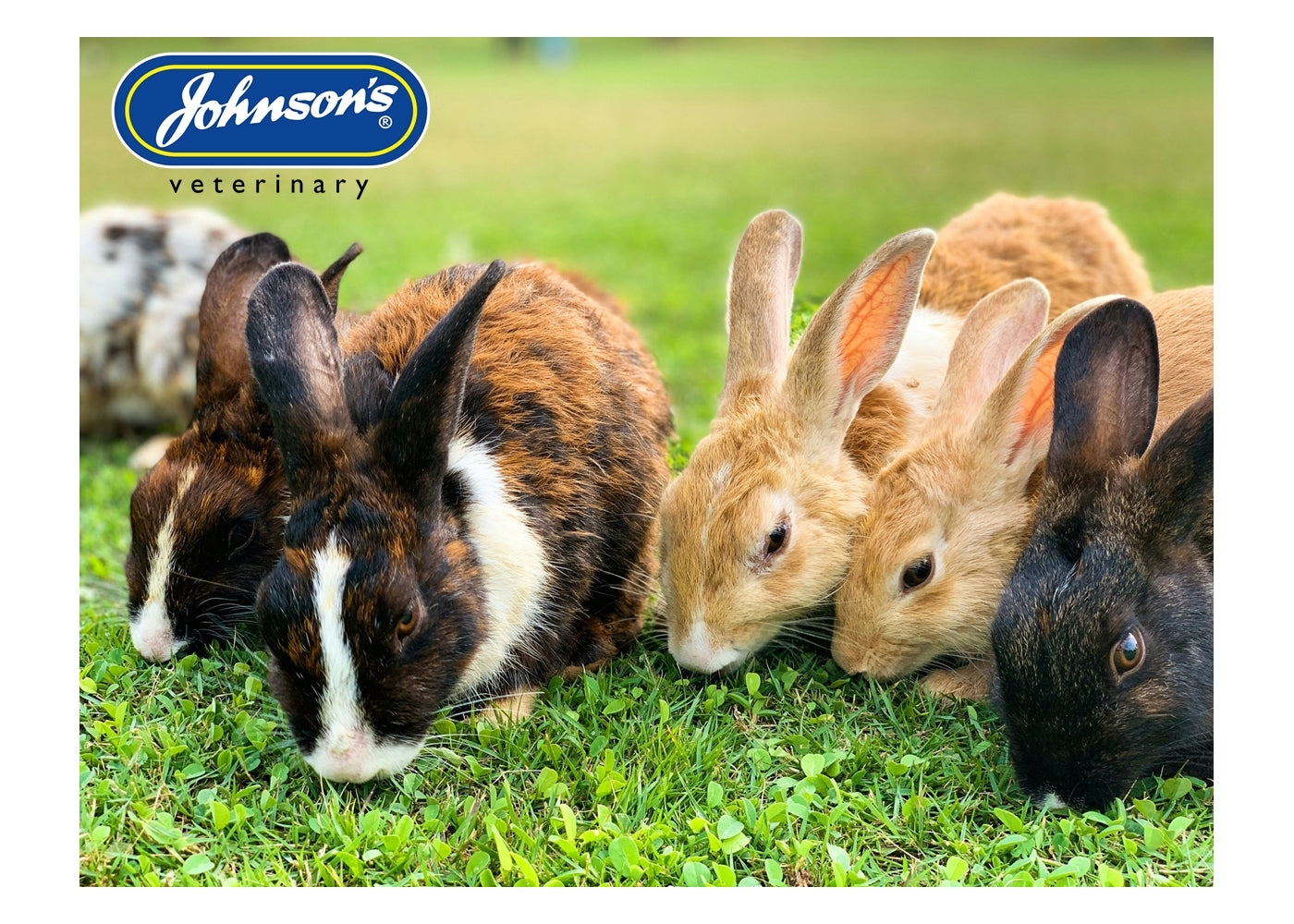 Johnson's - Antiseptic Wound Spray for Small Animals - 200ml