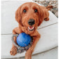 Jolly Pets - 'Romp-n-Roll' Jolly Ball (Blue) - Buy Online SPR Centre UK