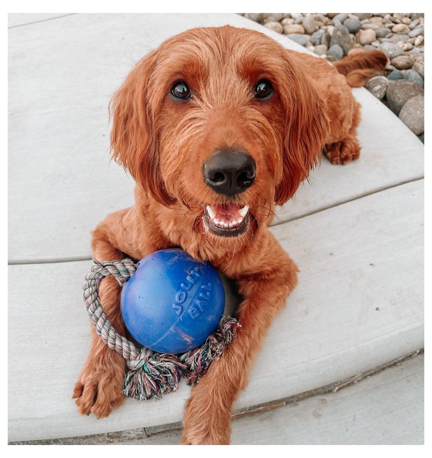 Jolly Pets - 'Romp-n-Roll' Jolly Ball (Blue) - Buy Online SPR Centre UK