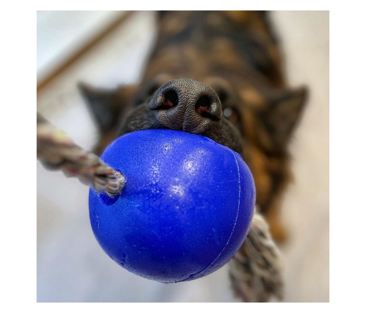 Jolly Pets - 'Romp-n-Roll' Jolly Ball (Blue) - Buy Online SPR Centre UK