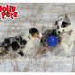 Jolly Pets - 'Romp-n-Roll' Jolly Ball (Blue) - Buy Online SPR Centre UK