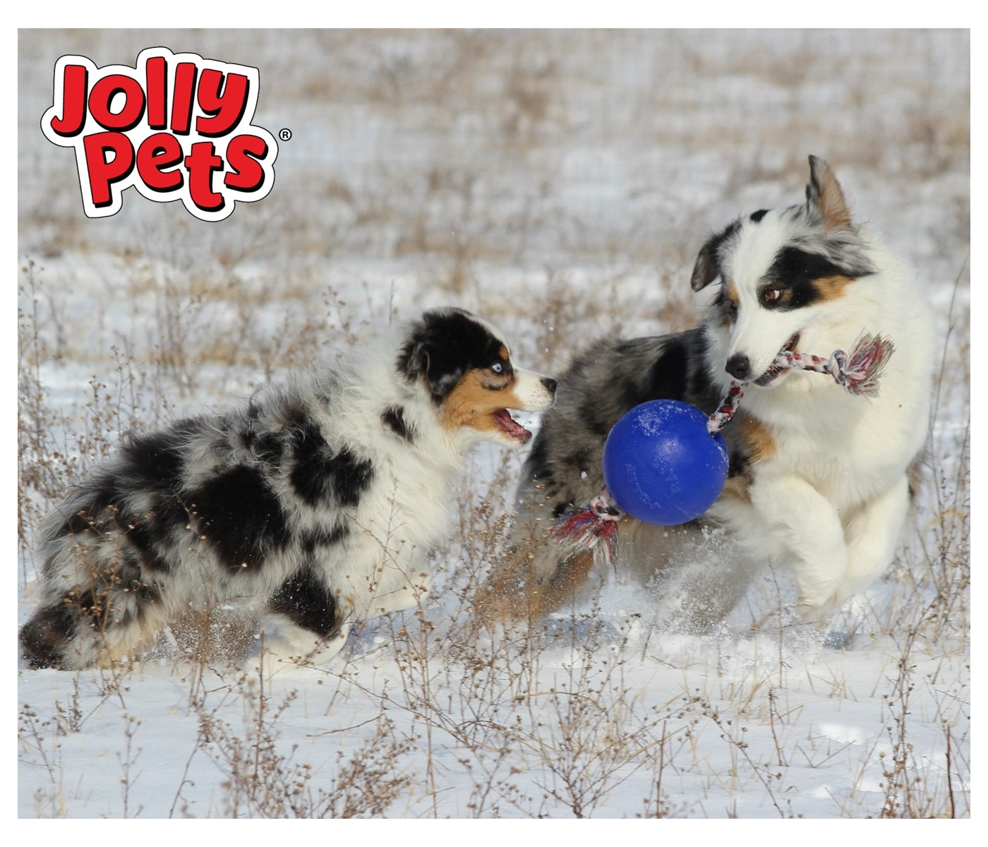 Jolly Pets - 'Romp-n-Roll' Jolly Ball (Blue) - Buy Online SPR Centre UK