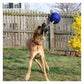 Jolly Pets - 'Romp-n-Roll' Jolly Ball (Blue) - Buy Online SPR Centre UK