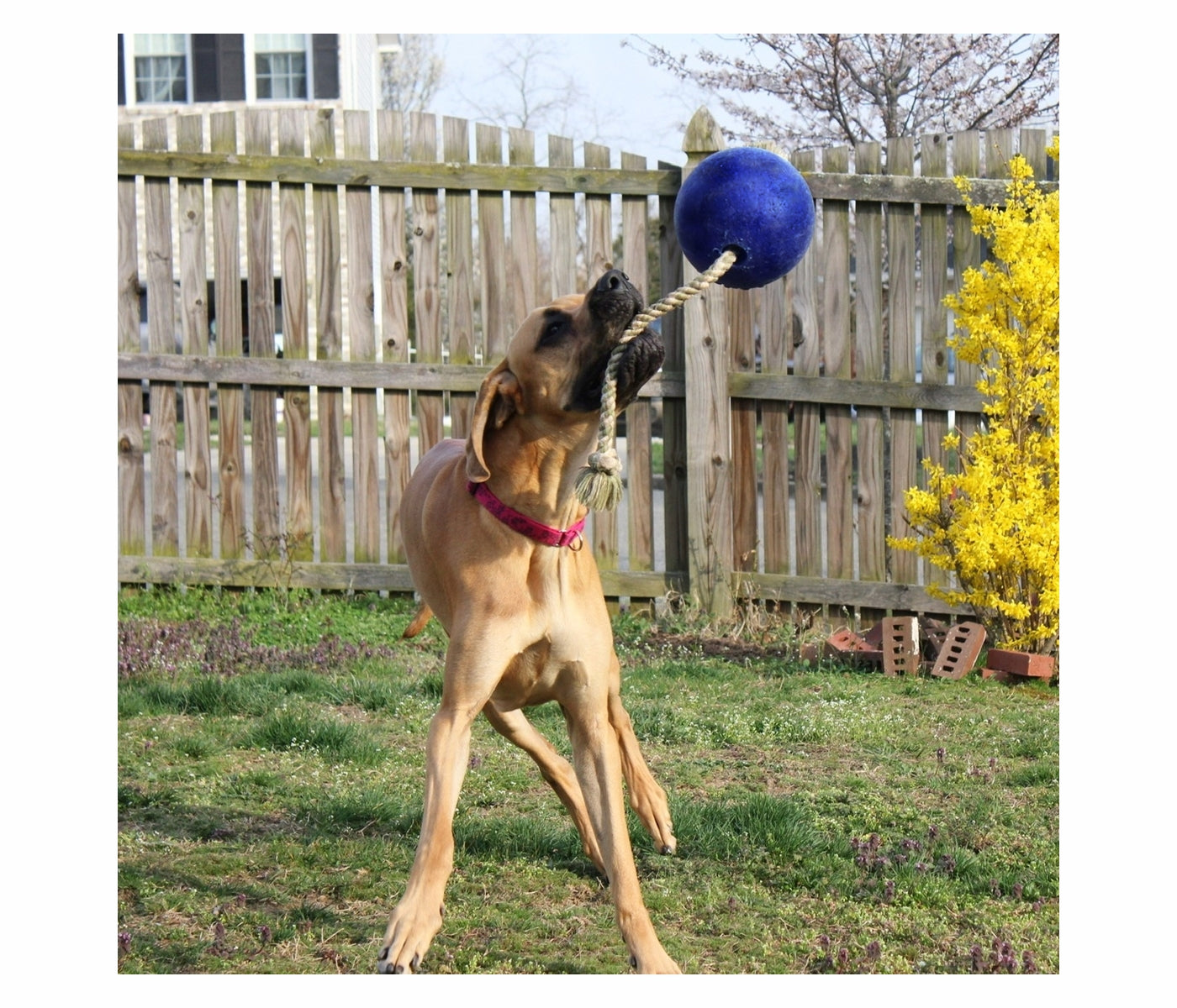 Jolly Pets - 'Romp-n-Roll' Jolly Ball (Blue) - Buy Online SPR Centre UK