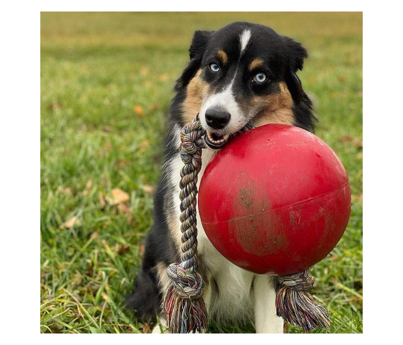 Jolly Pets - 'Romp-n-Roll' Jolly Ball (Red) - Buy Online SPR Centre UK