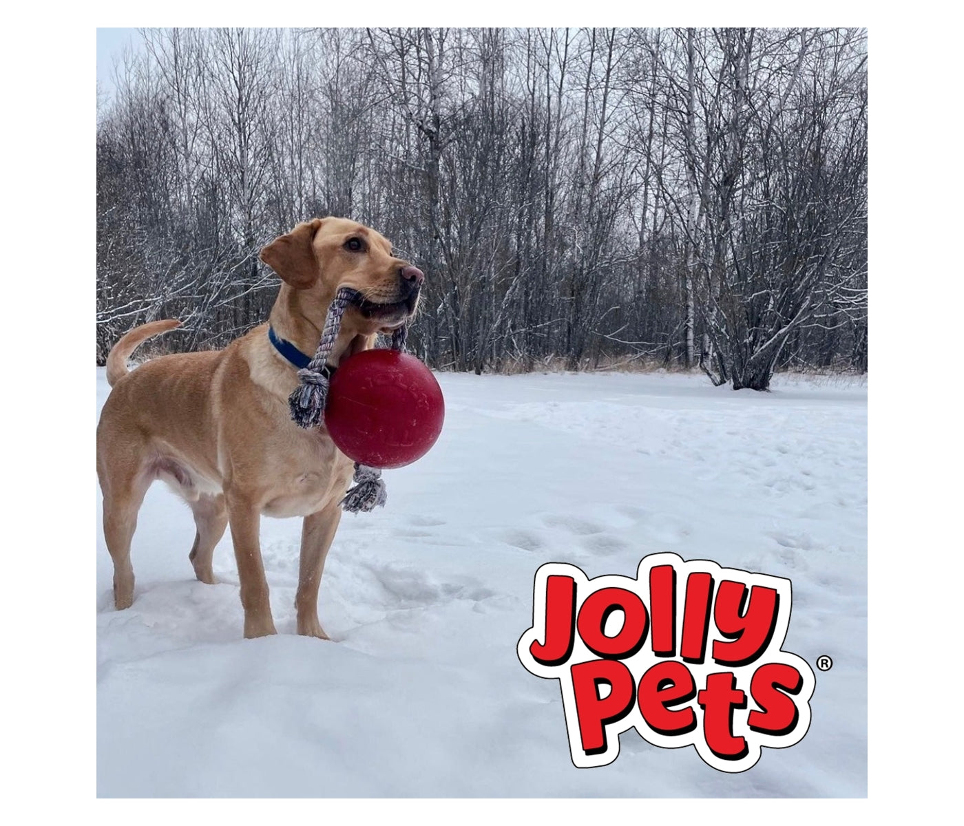 Jolly Pets - 'Romp-n-Roll' Jolly Ball (Red) - Buy Online SPR Centre UK