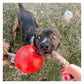 Jolly Pets - 'Romp-n-Roll' Jolly Ball (Red) - Buy Online SPR Centre UK