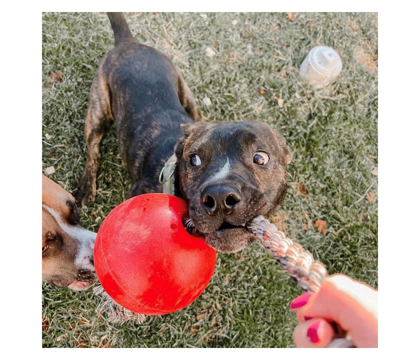 Jolly Pets - 'Romp-n-Roll' Jolly Ball (Red) - Buy Online SPR Centre UK
