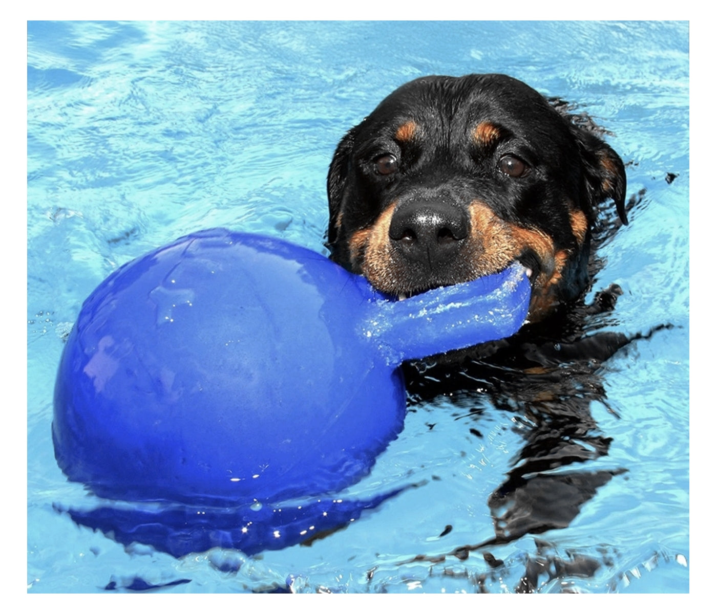 Jolly Pets - Tug-n-Toss Jolly Ball - Blue - Buy Online SPR Centre UK