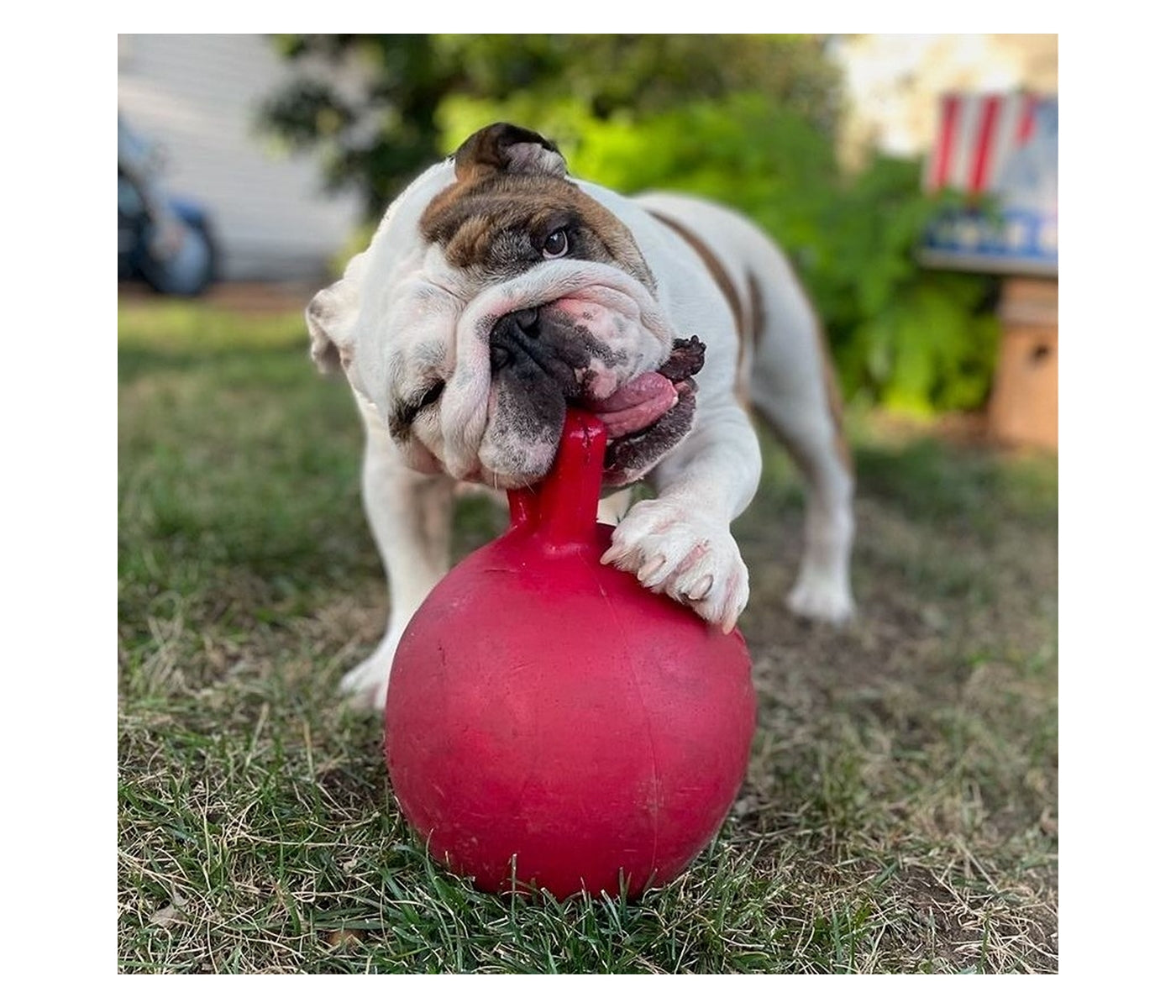 Jolly Pets - Tug-n-Toss Jolly Ball - Red - Buy Online SPR Centre UK