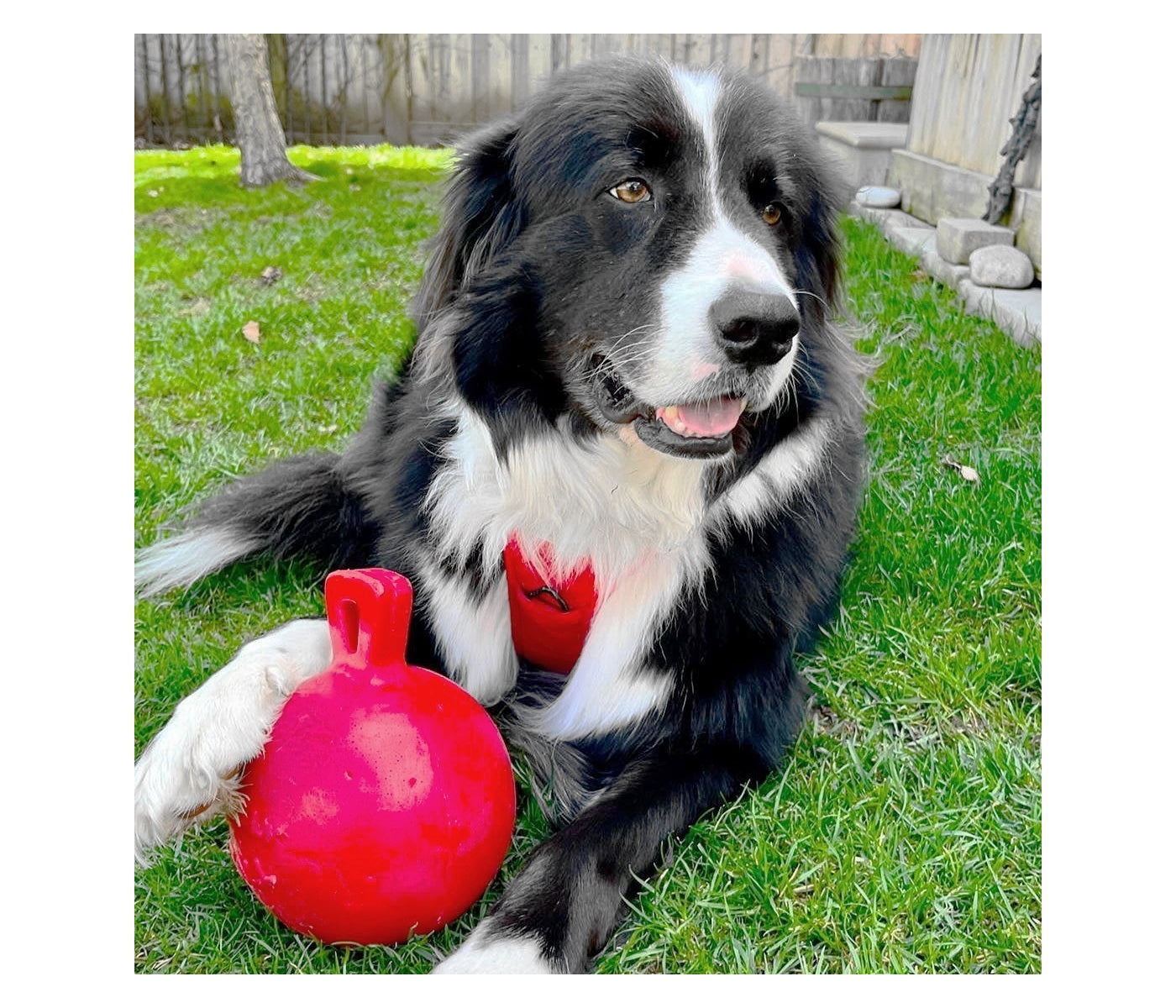 Jolly Pets - Tug-n-Toss Jolly Ball - Red - Buy Online SPR Centre UK