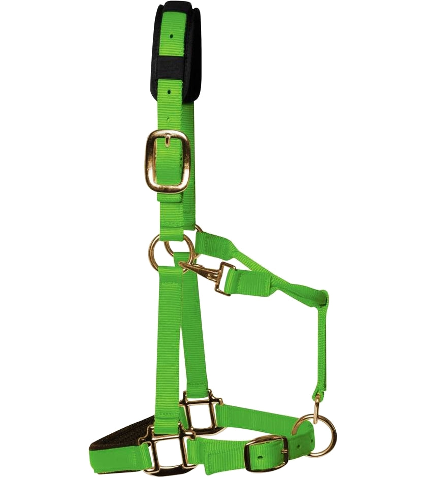 KM Elite - Padded Headcollar (Hot Green) - Buy Online SPR Centre UK