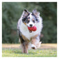KONG Classic - Dog Toy (Large)