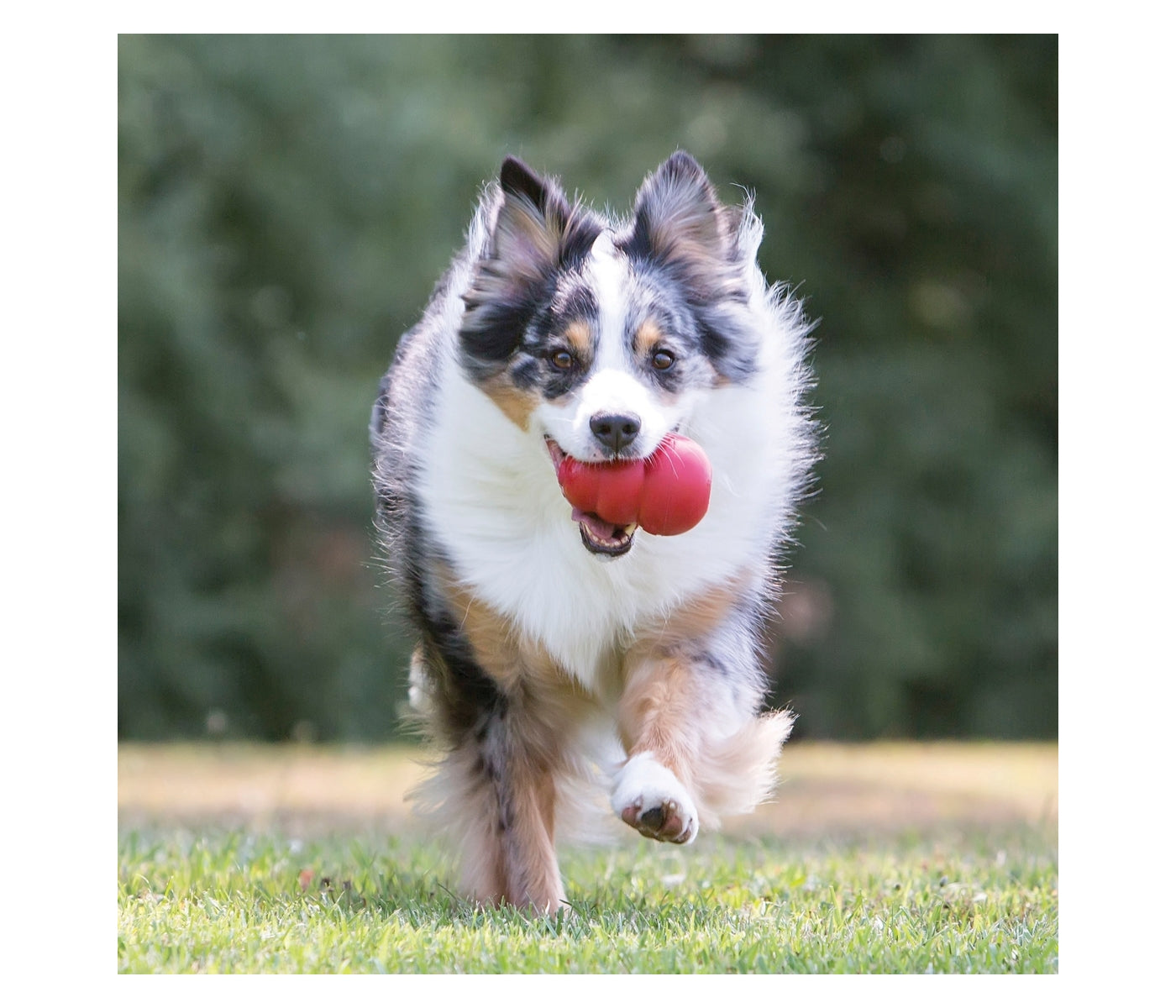 KONG Classic - Dog Toy (Large)