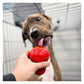 KONG Classic - Dog Toy (Large)
