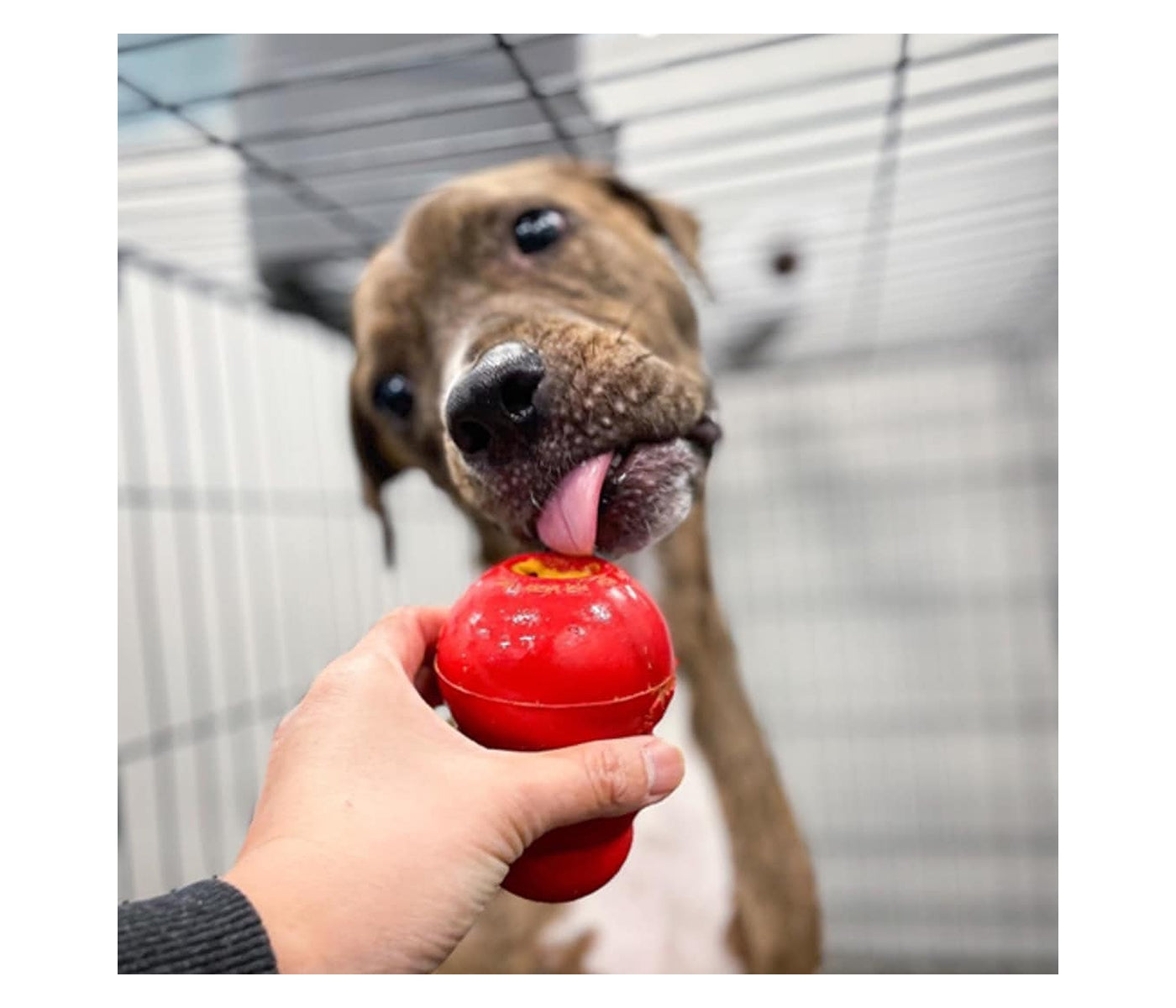 KONG Classic - Dog Toy (Large)