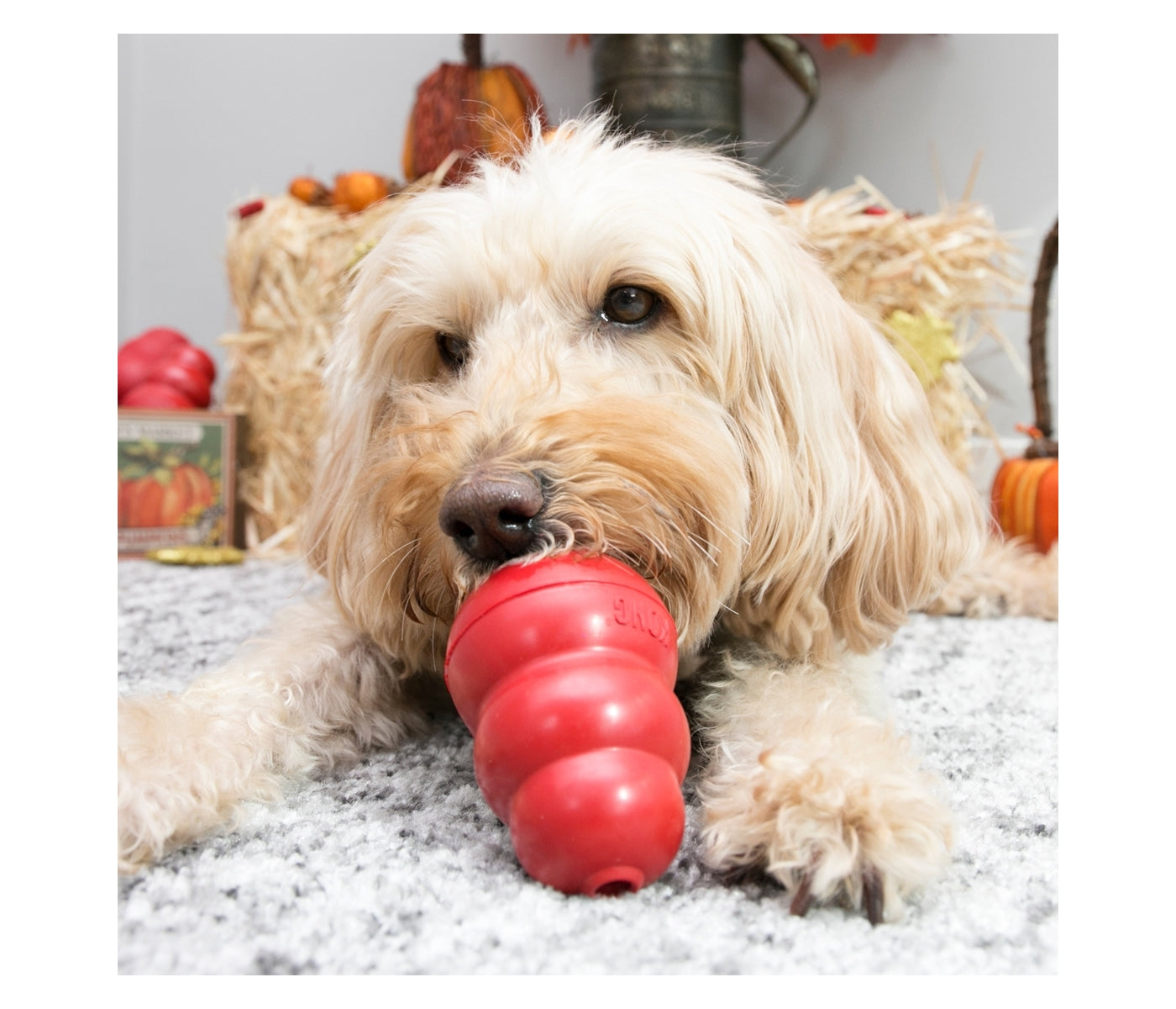 KONG Classic - Dog Toy (Medium) - Buy Online SPR Centre UK
