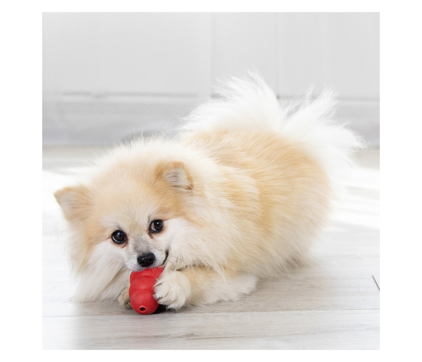KONG Classic - Dog Toy (Small) - Buy Online SPR Centre UK