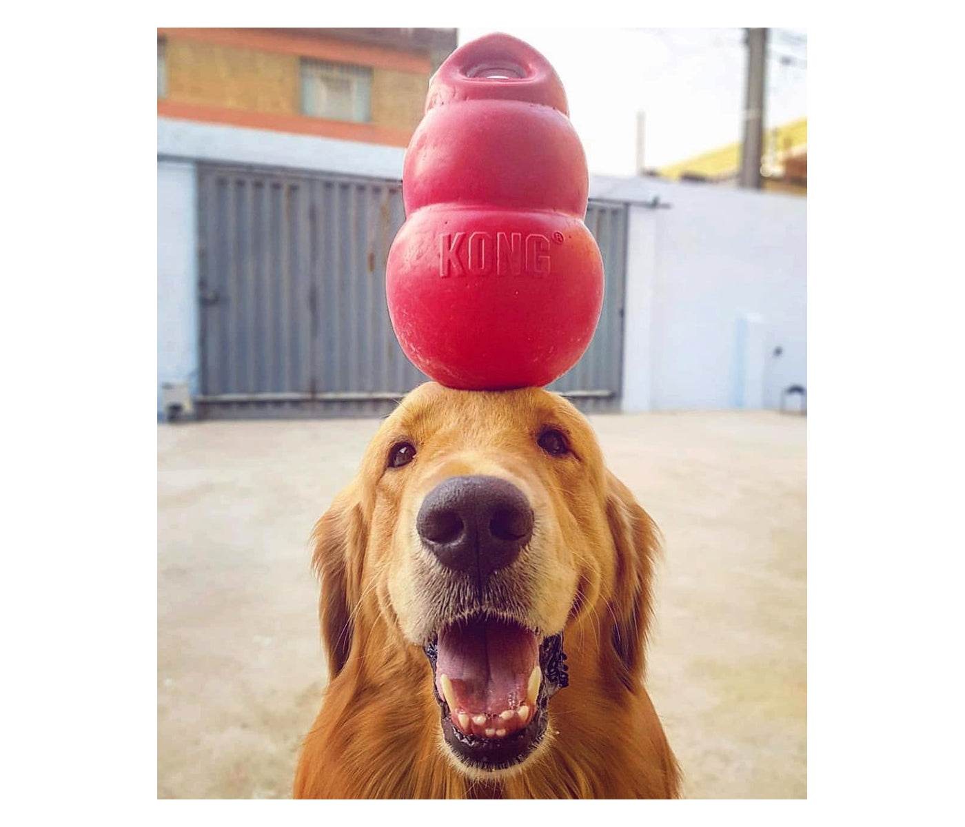 KONG Classic - Dog Toy (X-Large) - Buy Online SPR Centre UK