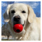 KONG Classic - Dog Toy (X-Large) - Buy Online SPR Centre UK