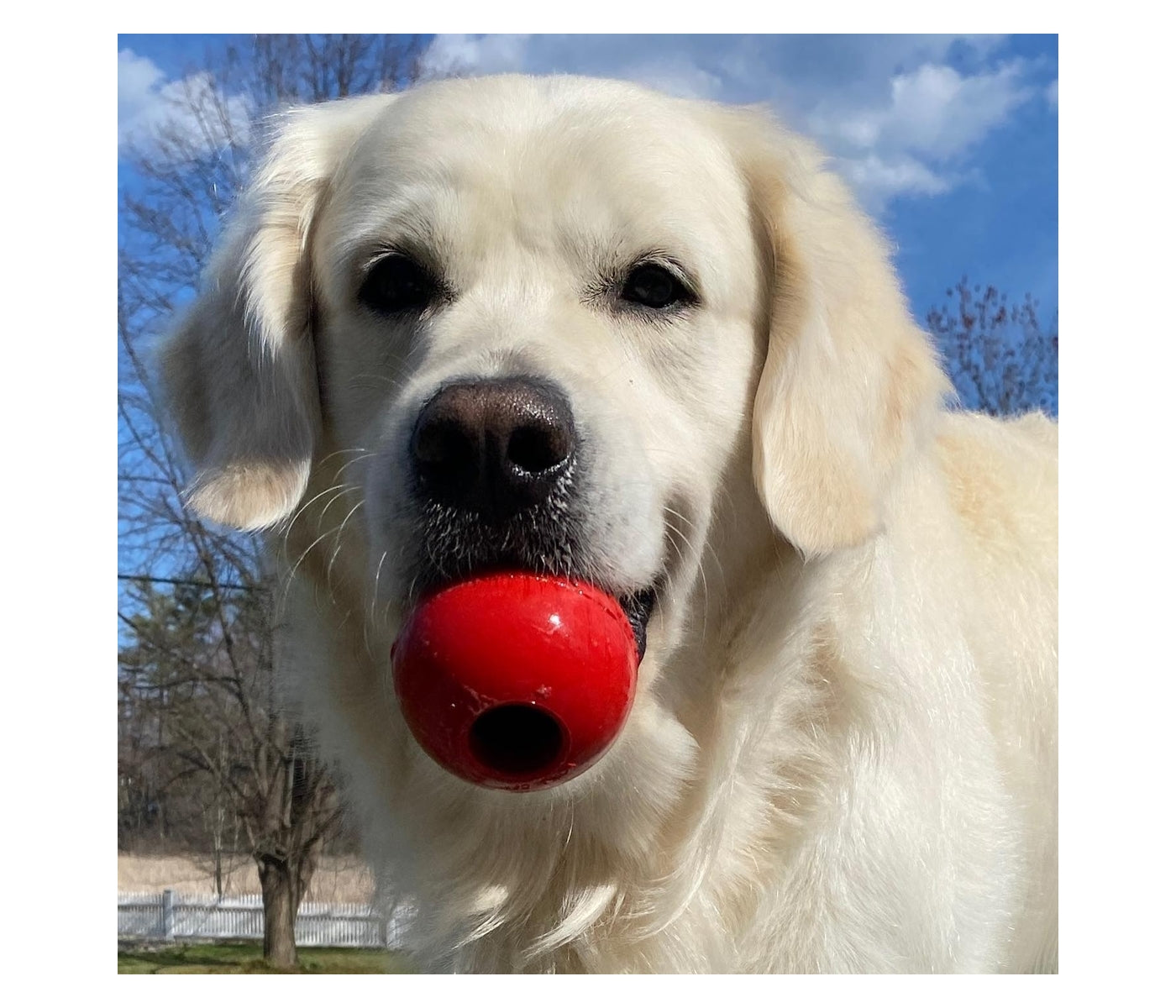 KONG Classic - Dog Toy (X-Large) - Buy Online SPR Centre UK