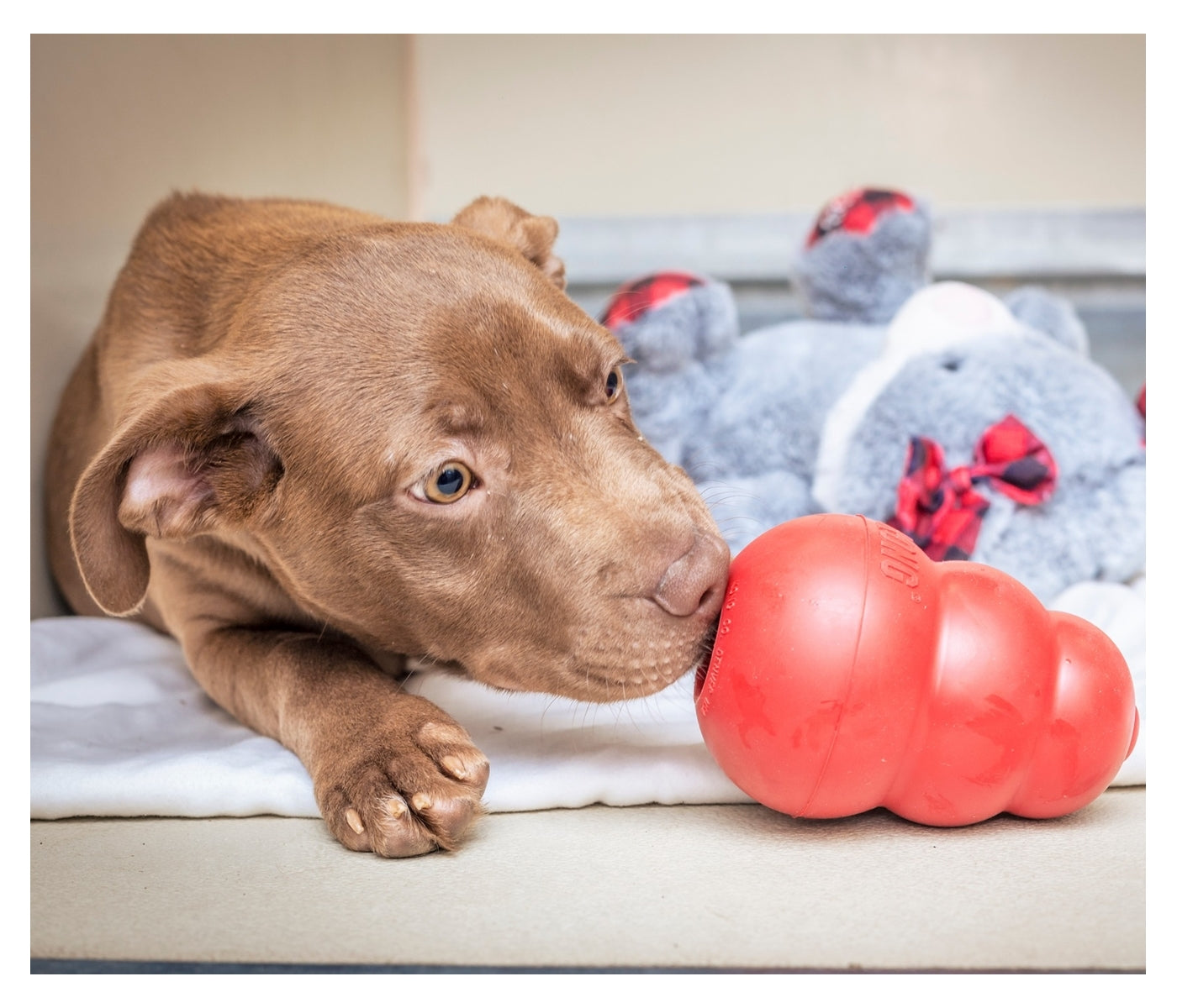 KONG Classic - Dog Toy (Small) - Buy Online SPR Centre UK