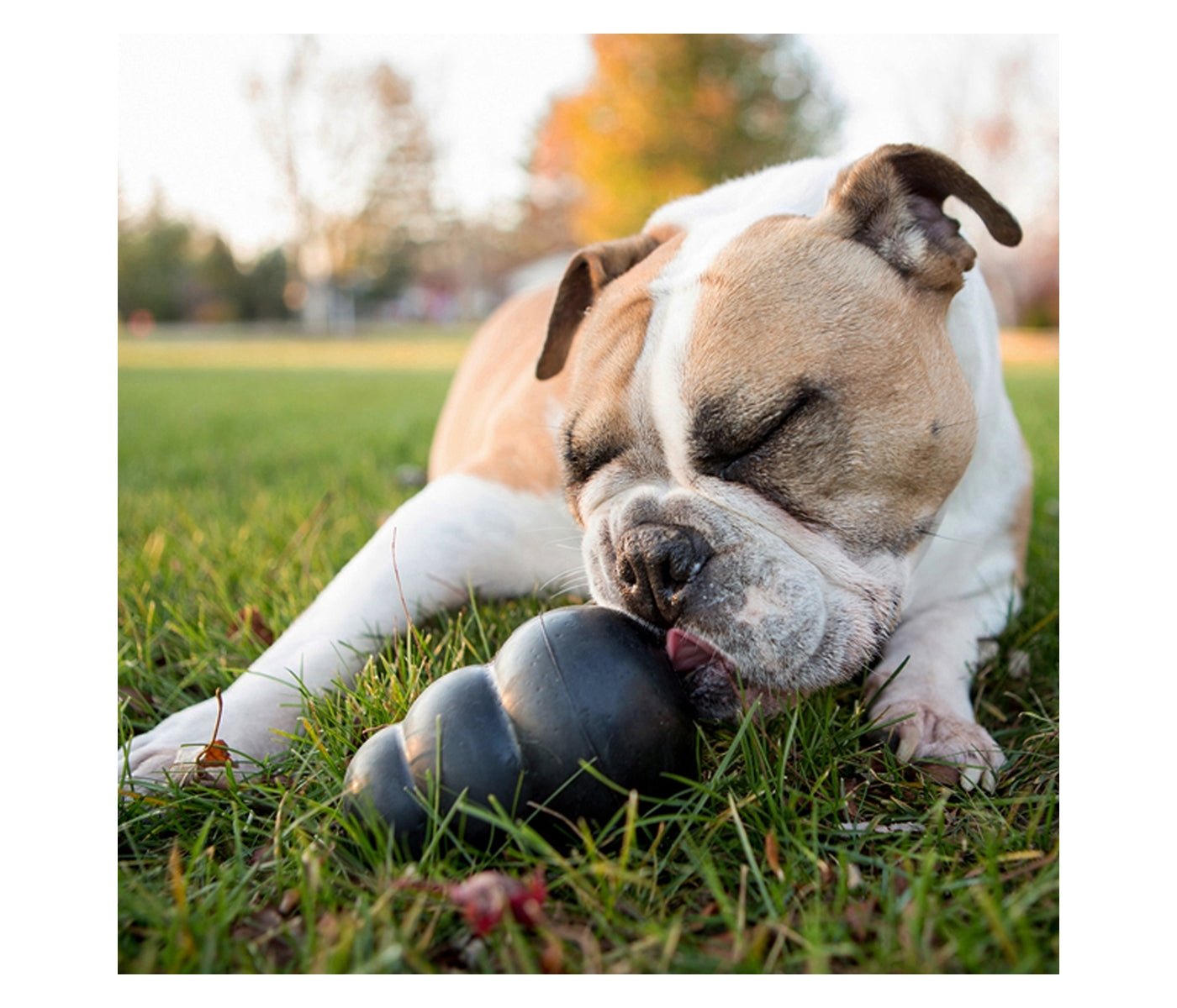 KONG Extreme - Dog Toy (Large) - Buy Online SPR Centre UK