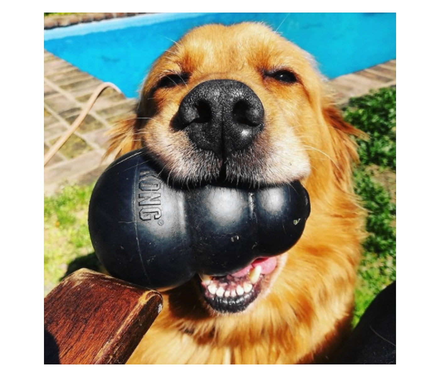 KONG Extreme - Dog Toy (Large) - Buy Online SPR Centre UK